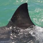 Come montare la pinna del SUP senza impazzire: la guida a scorrimento, click e vite
